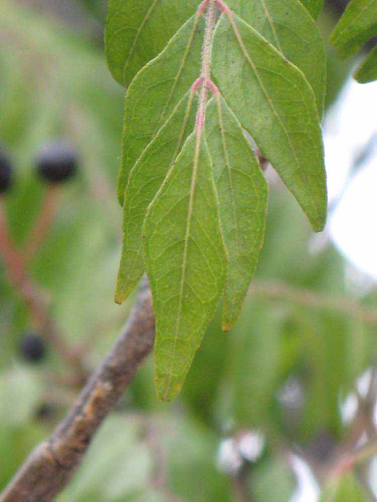              Leaflet (Riverside, CA)       